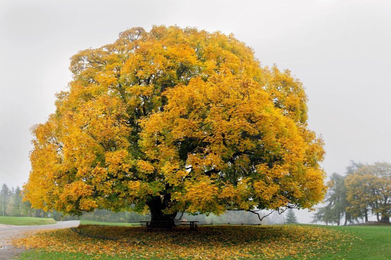 英国最常见的树木 - 无花果树（Acerpseudoplatanus）