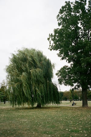 英国最常见的树木 - 柳树（Salix spp.）