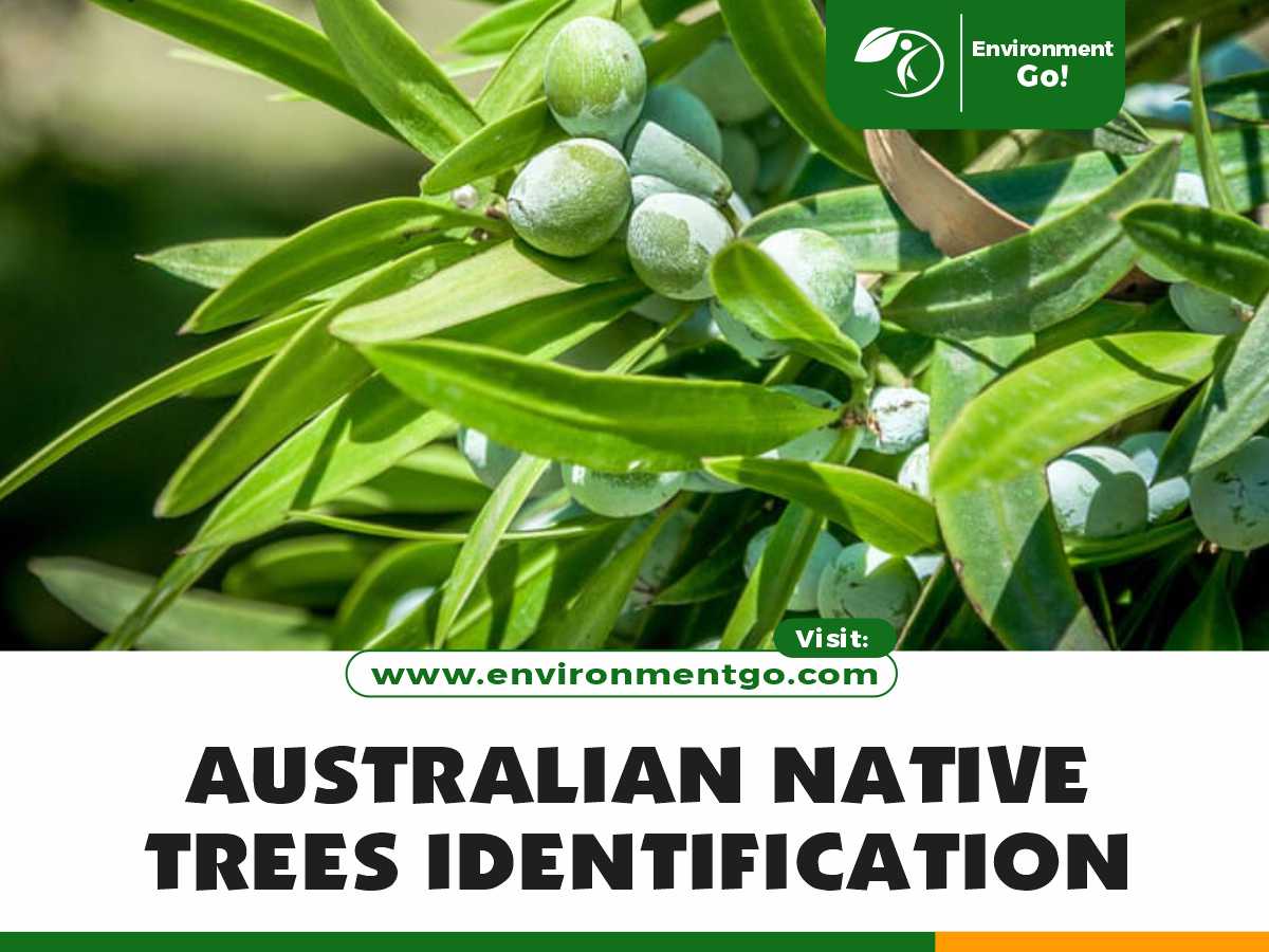 australian native trees identification
