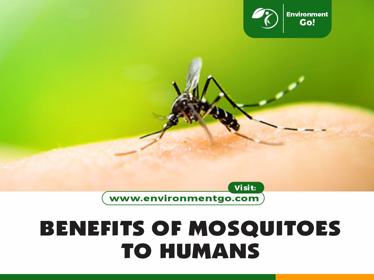 benefits of mosquitoes to humans