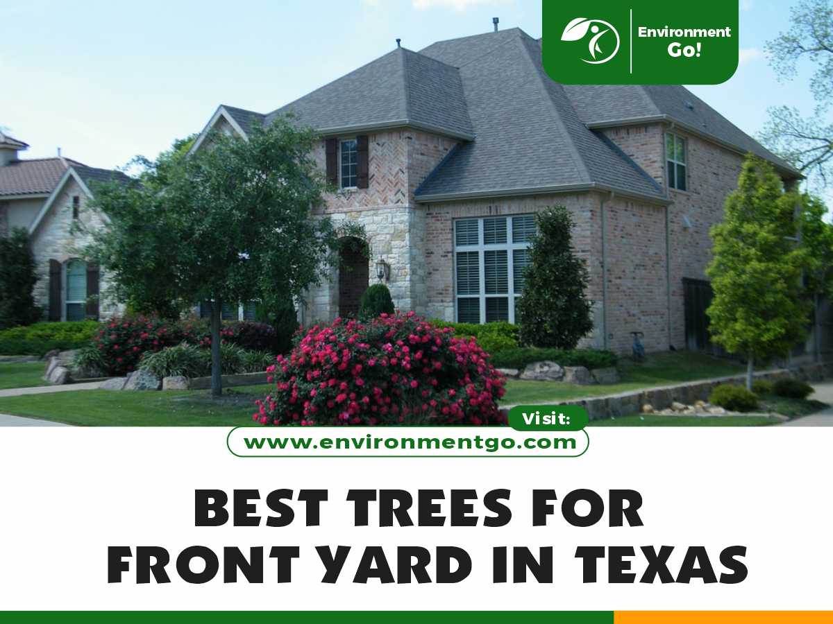 best trees for front yard in Texas