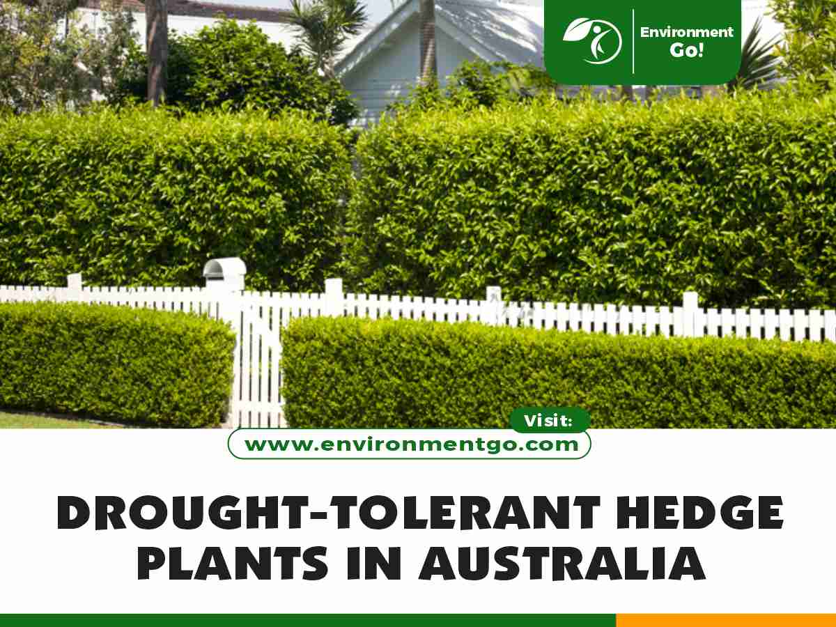 drought-tolerant hedge plants in australia