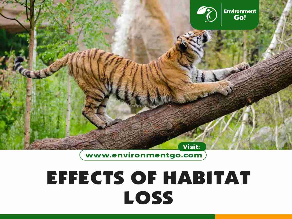 effects of habitat loss