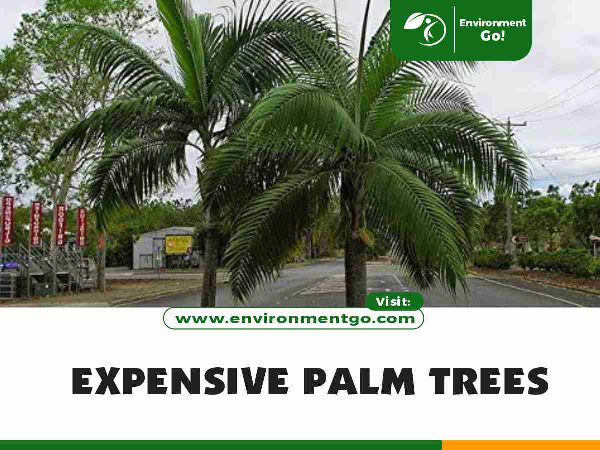 expensive palm trees