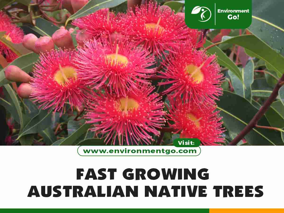fast growing australian native trees