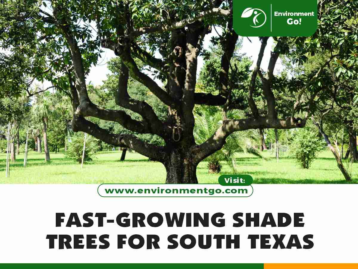 The Best Fast Growing Shade Trees For Your Yard Gardener S 56 Off The Best Fast Growing Shade Trees For Your Yard Gardener S 56 Off
