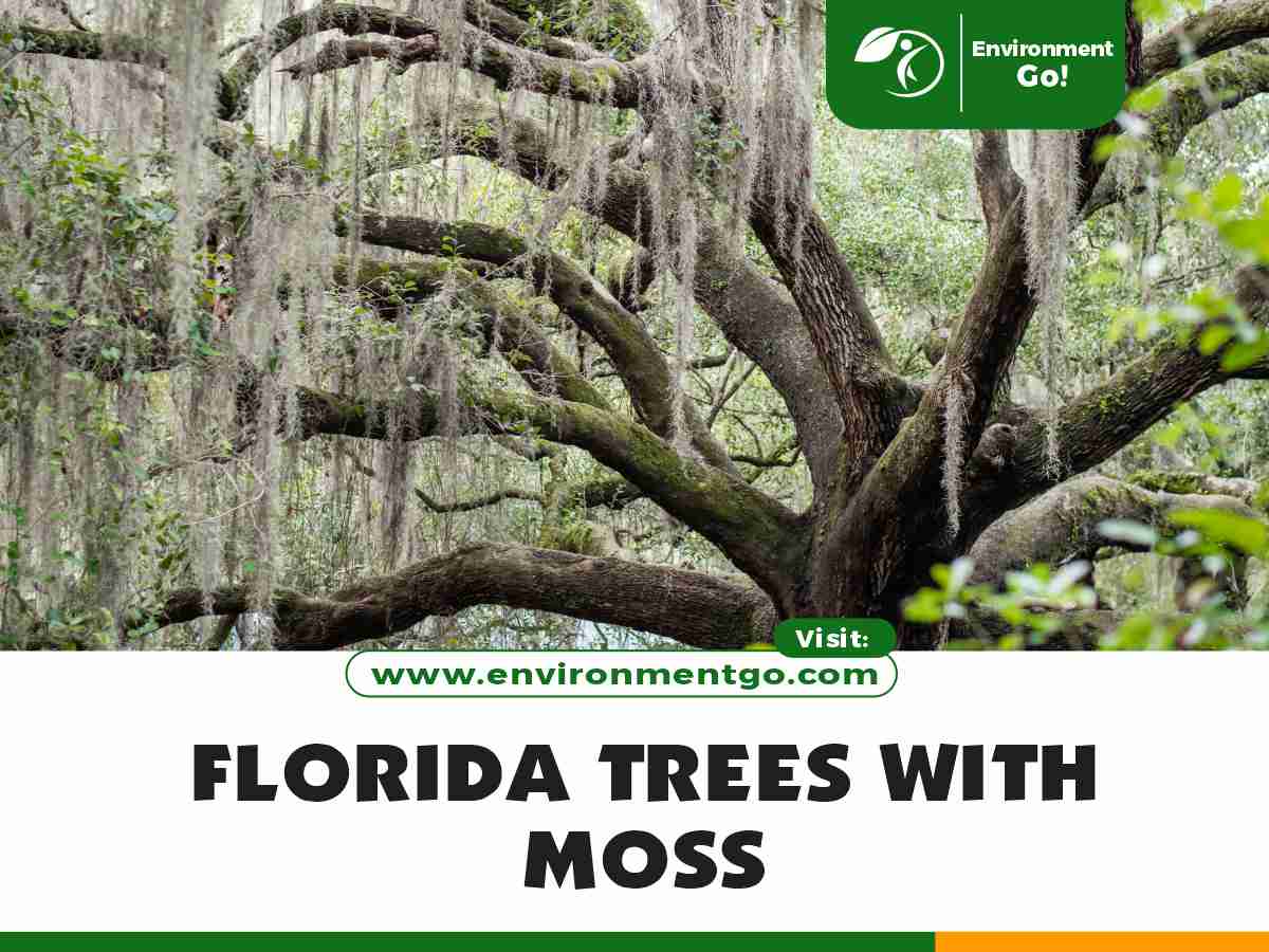 florida trees with moss