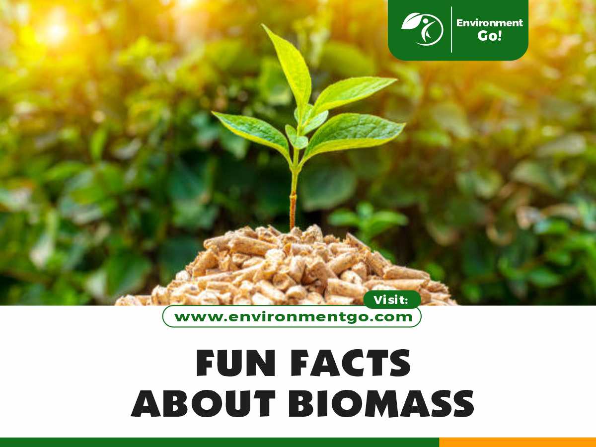 zábavná fakta o biomase
