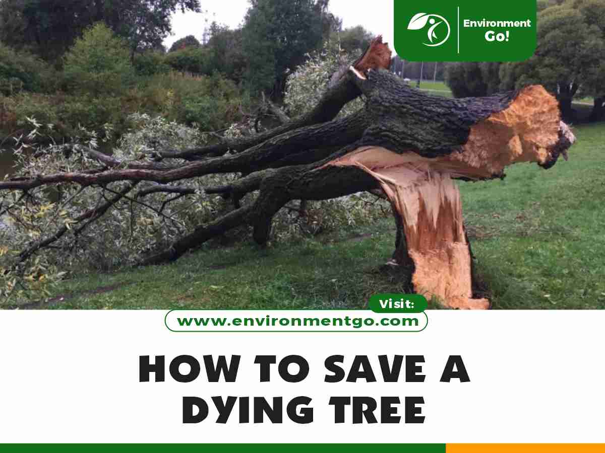 How to Save a Dying Tree