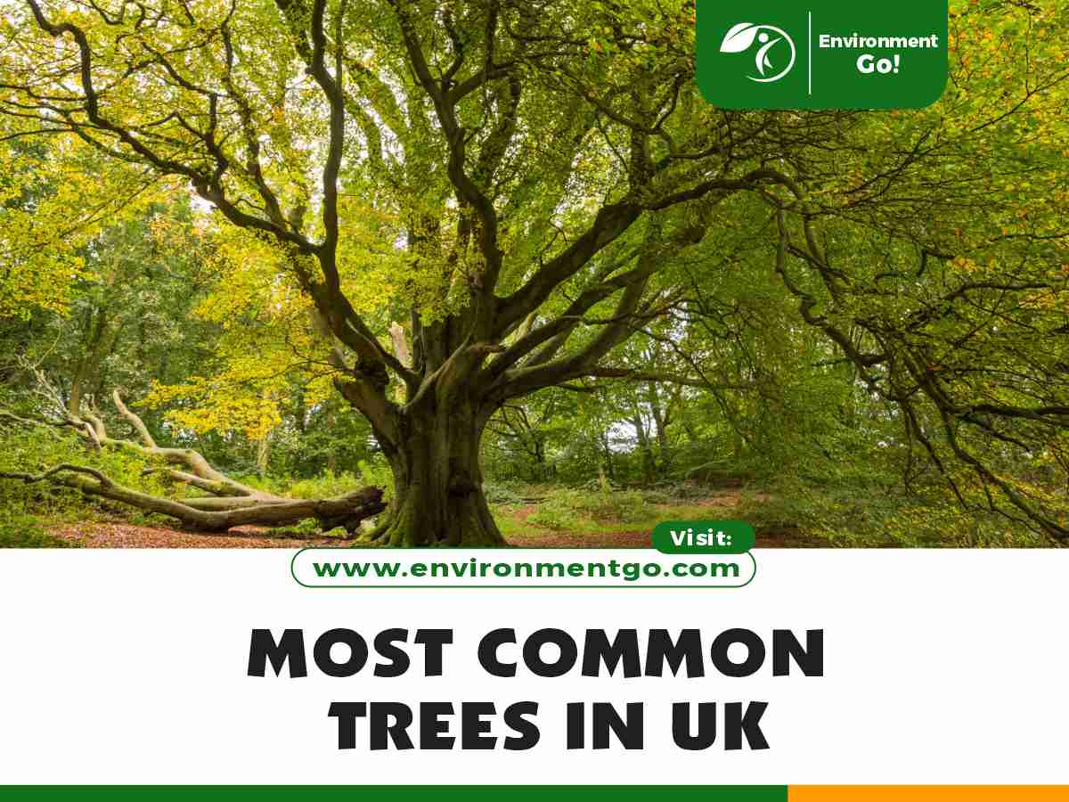 most common trees in UK