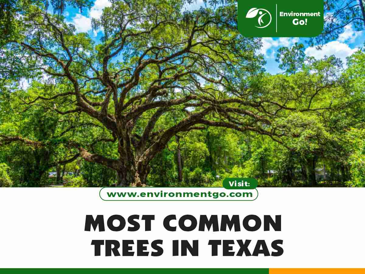 Most Common Trees in Texas