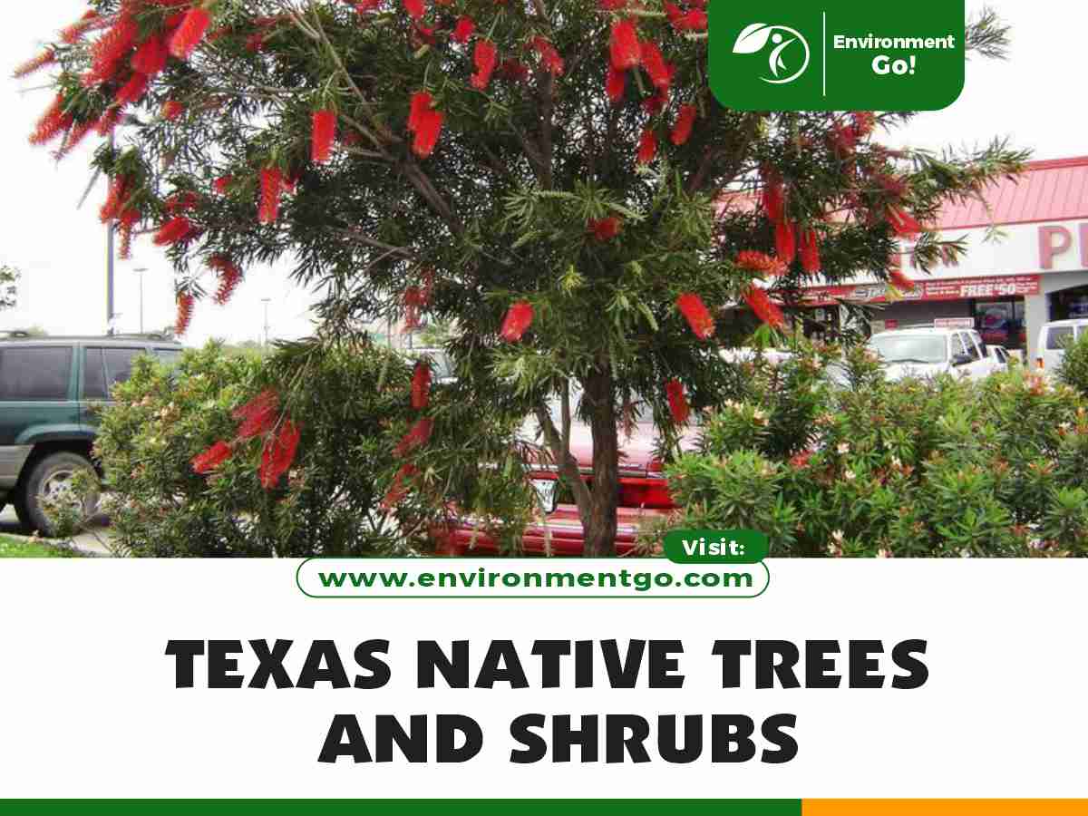 Texas Native Trees and Shrubs