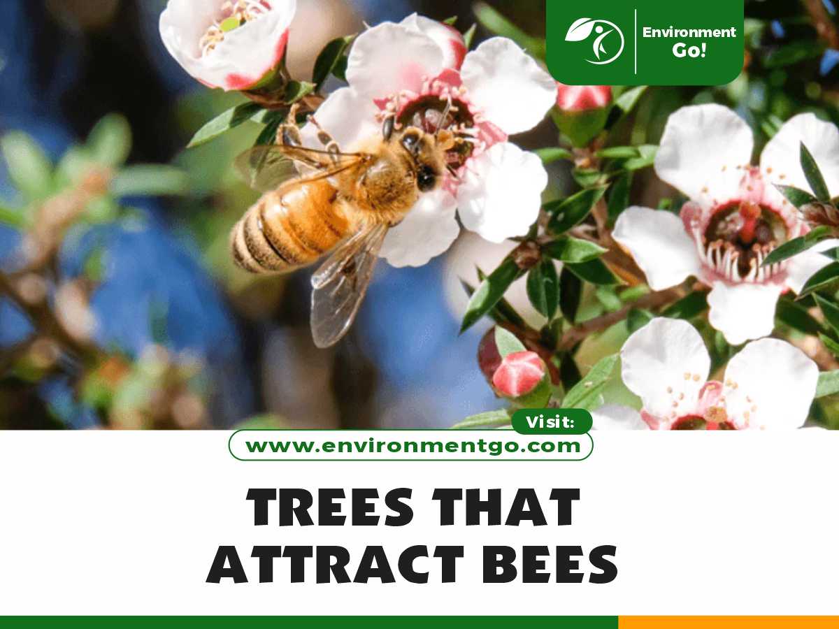 Trees that Attract Bees