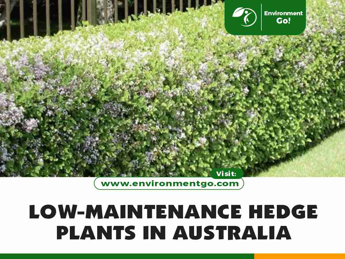 Low-Maintenance Hedge Plants in Australia