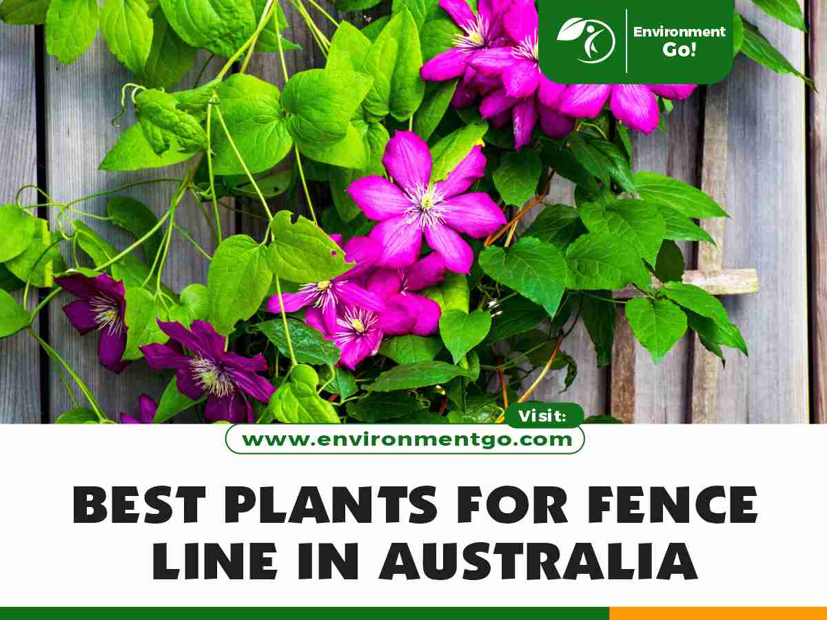 Best Plants for Fence Line in Australia