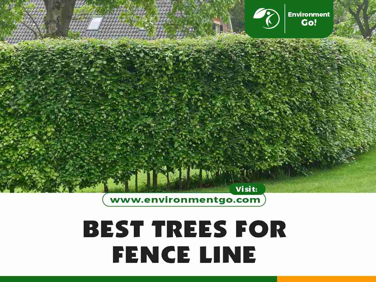 Best Trees for Fence Line