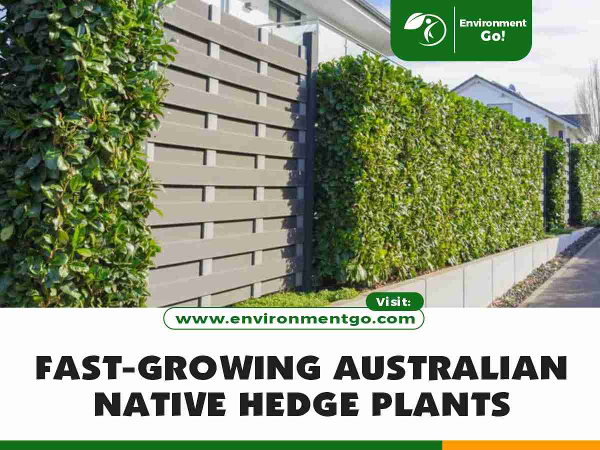 Fast-Growing Australian Native Hedge Plants