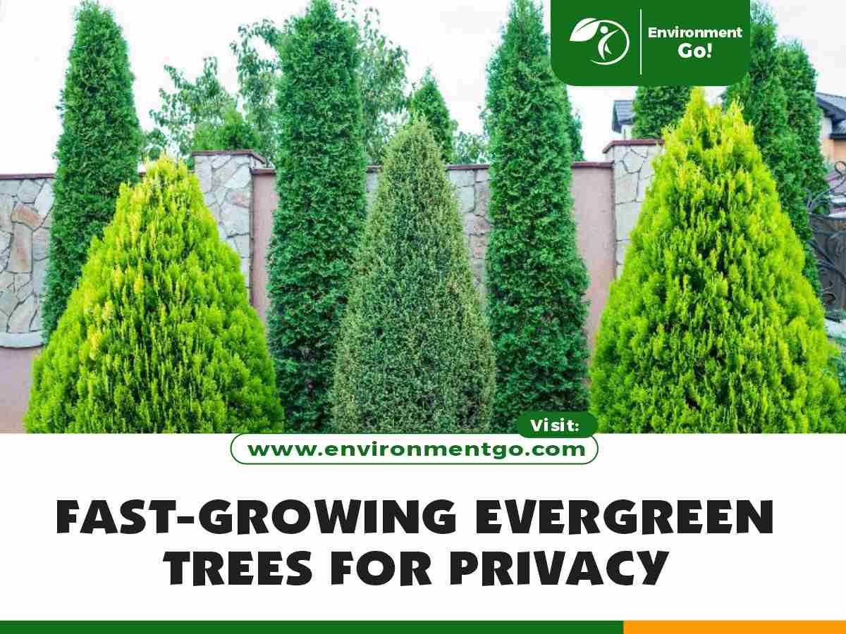 Fast-Growing Evergreen Trees for Privacy