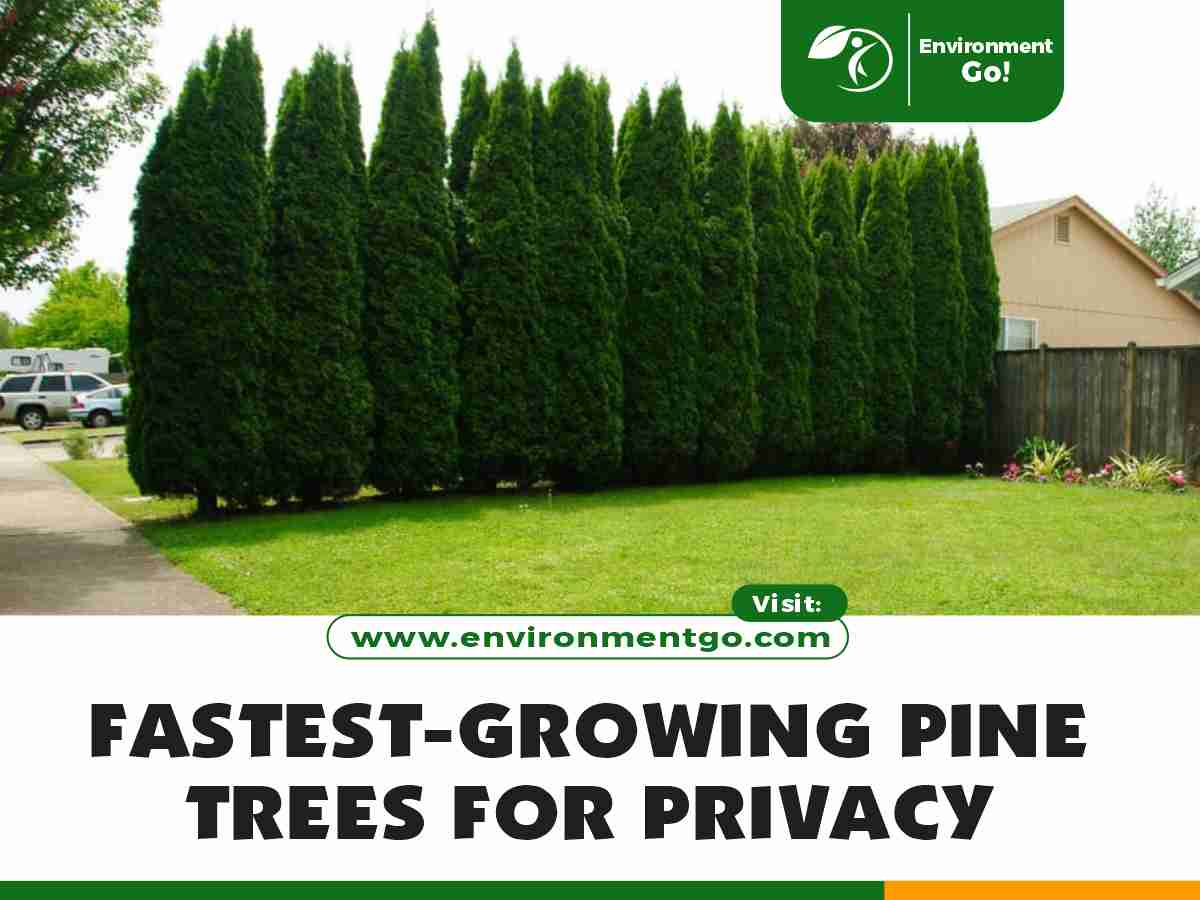 fastest-growing pine trees for privacy