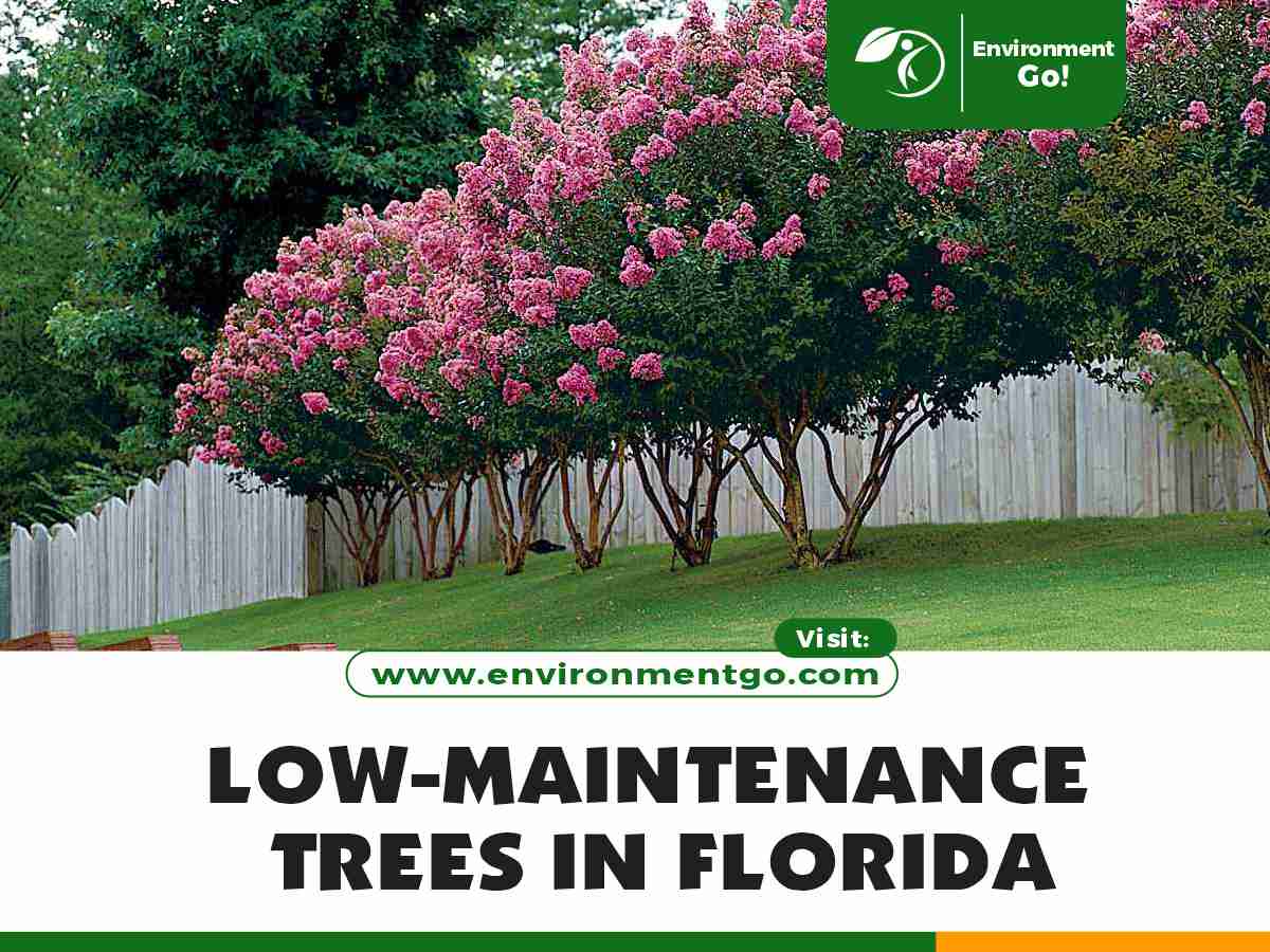 Low-maintenance trees in Florida