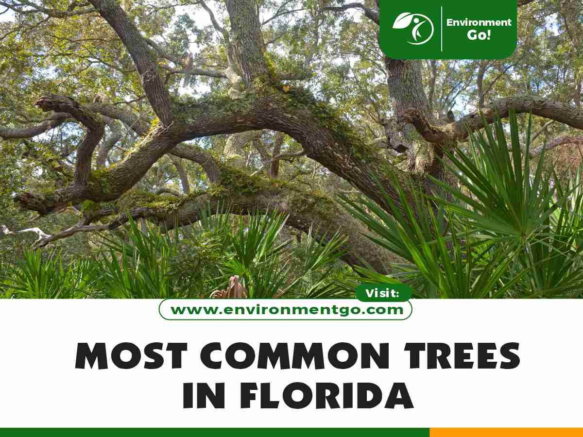 Most Common Trees in Florida
