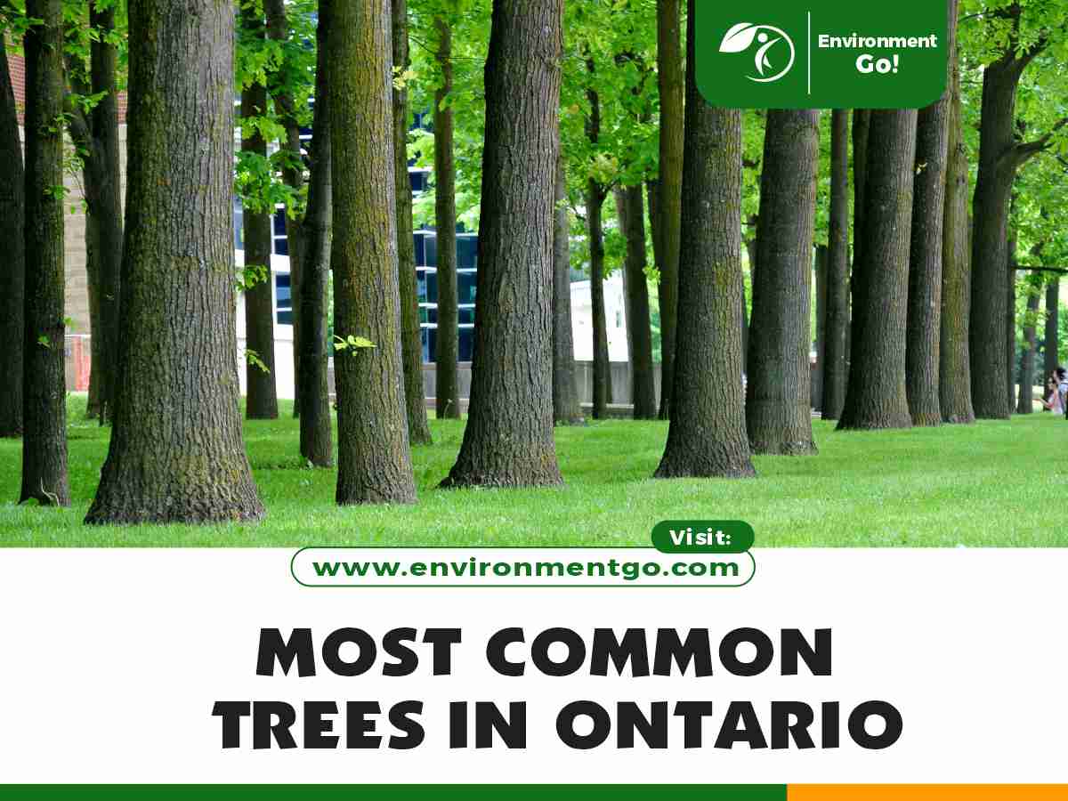most common trees in Ontario