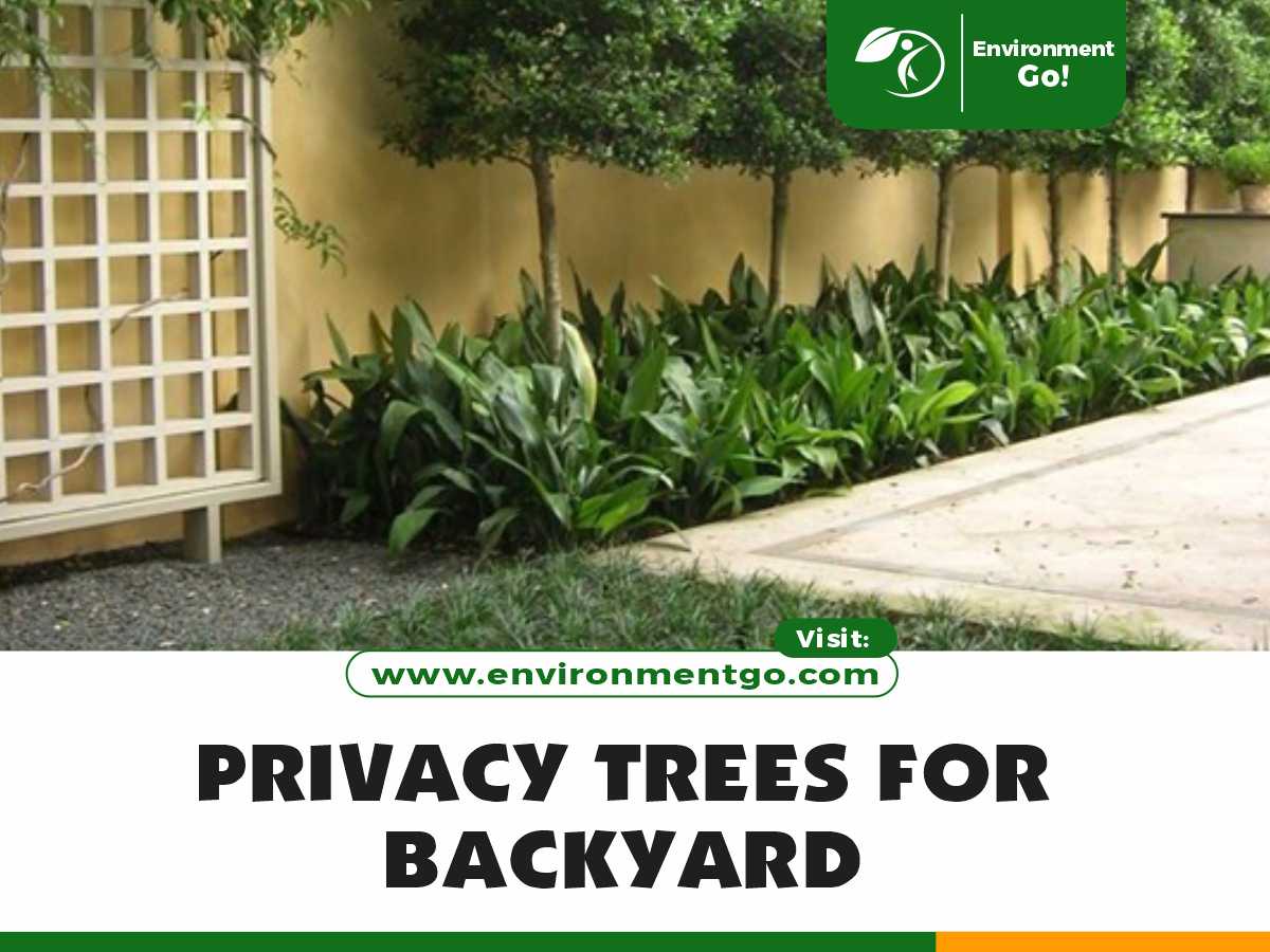 Privacy Trees for Backyard
