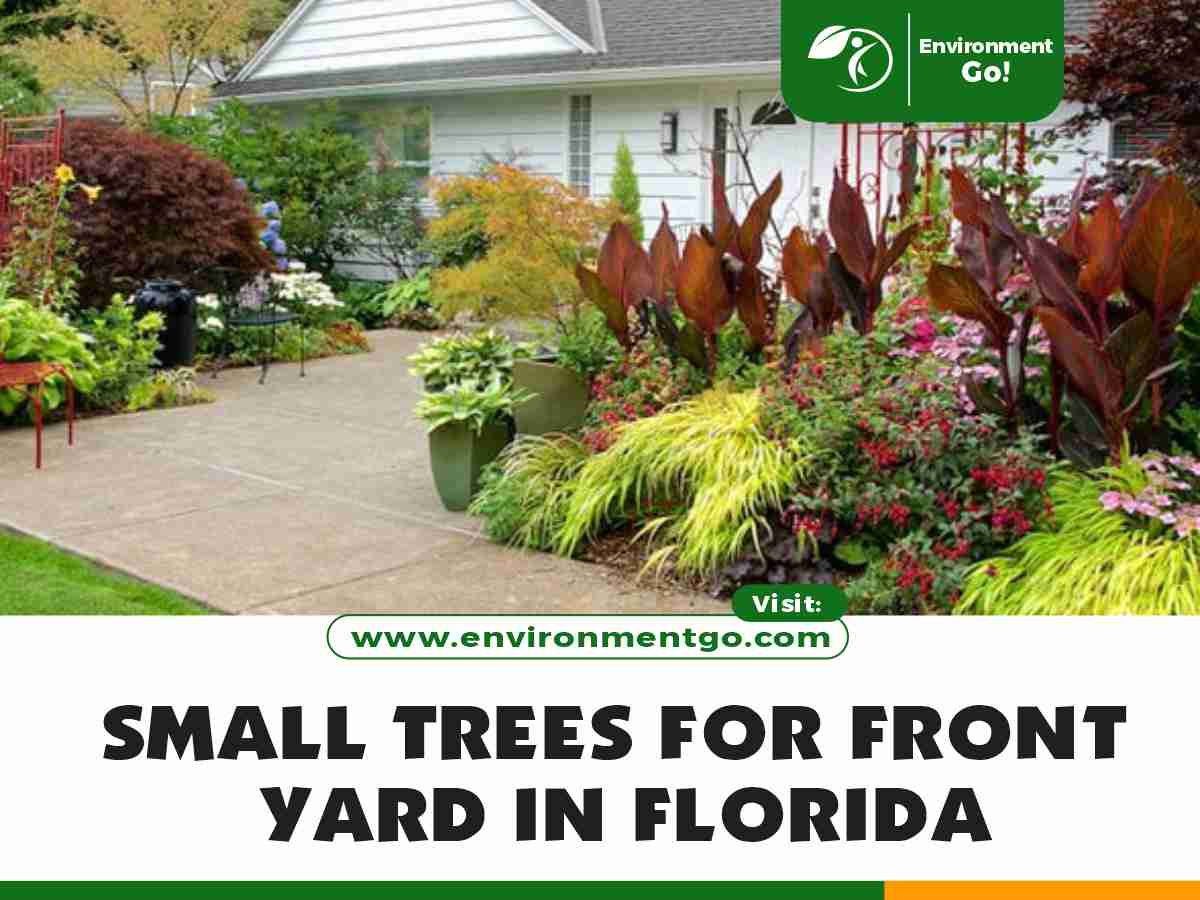 Small trees for Front Yard in Florida