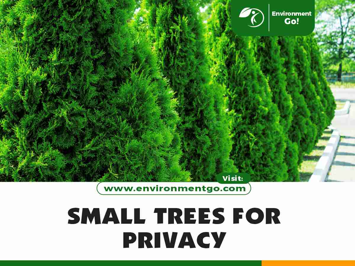 Small Trees for PrivacySmall Trees for Privacy