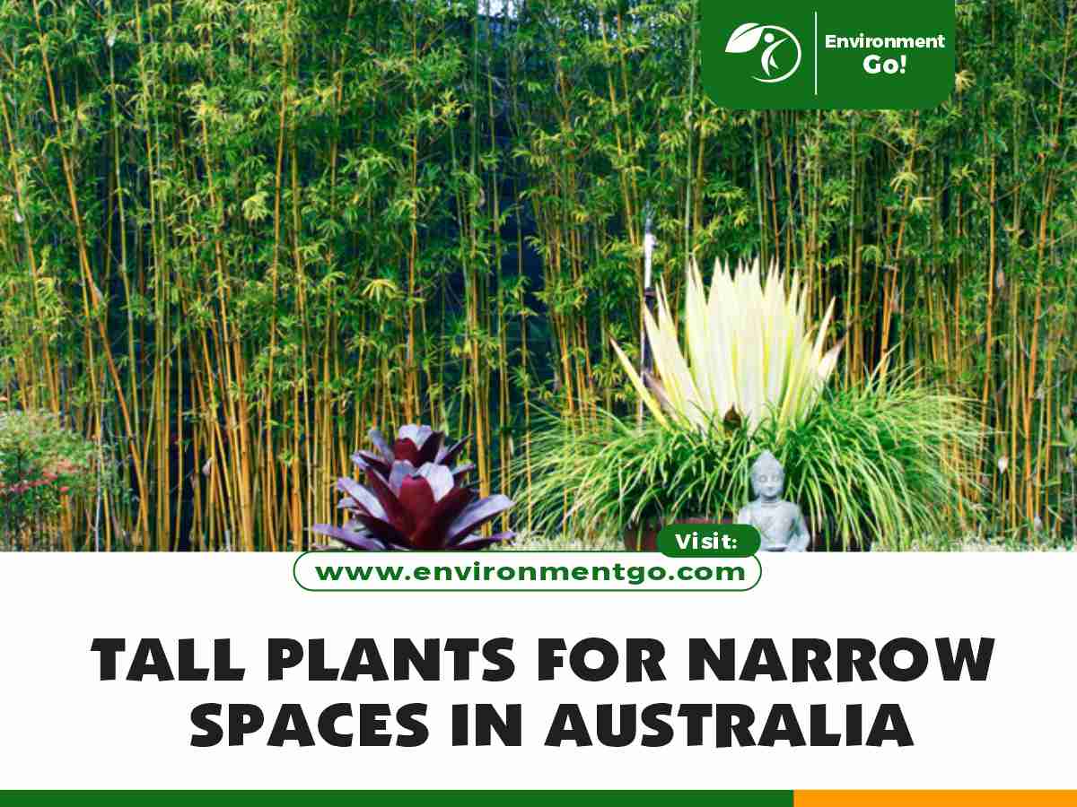 Tall Plants for Narrow Spaces in Australia
