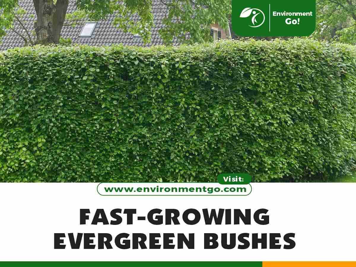 fast-growing evergreen bushes