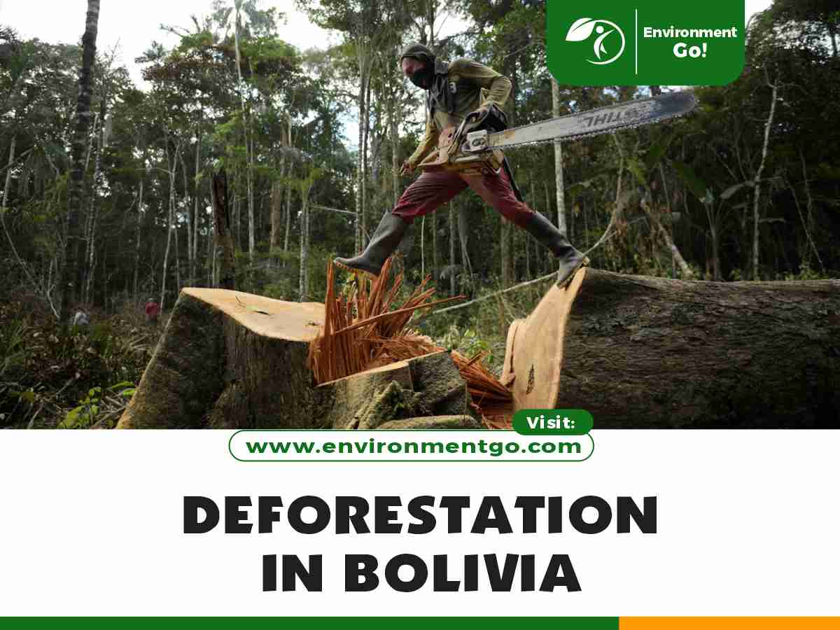 Deforestation in Bolivia