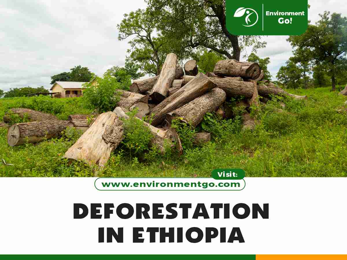 deforestation in Ethiopia
