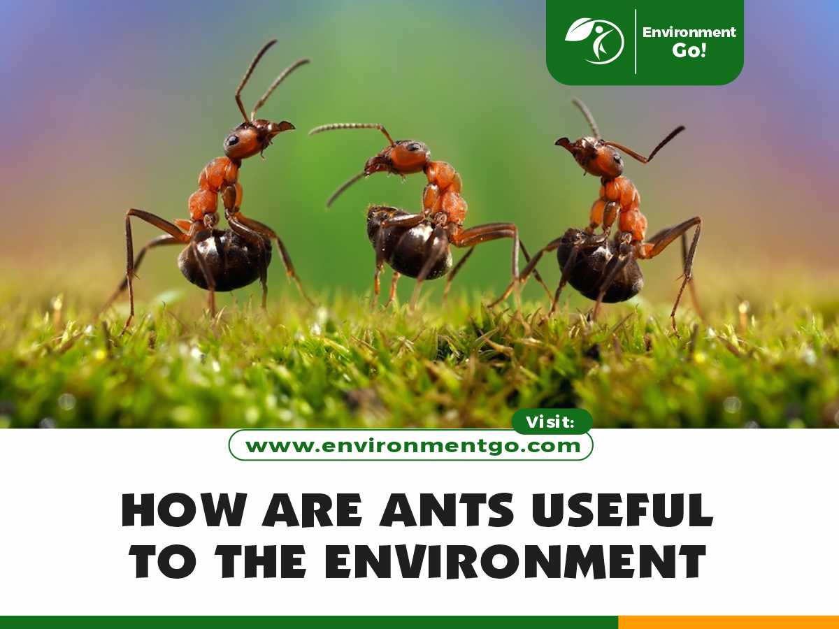 how are ants useful to the environment