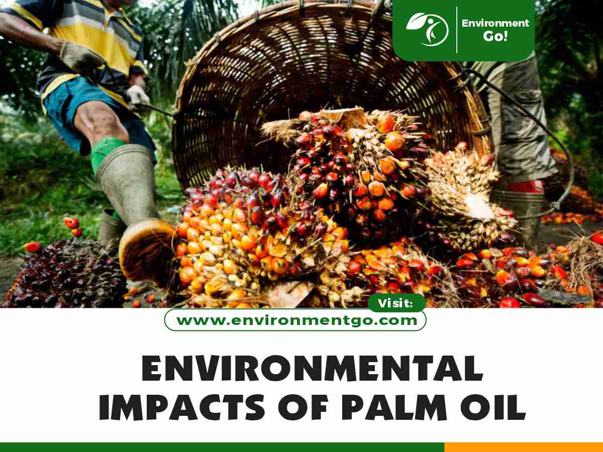 Environmental Impacts of Palm Oil