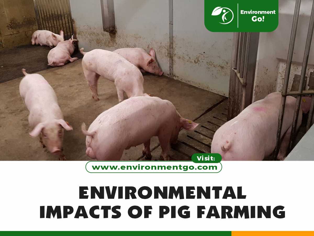 Environmental Impacts of Pig Farming