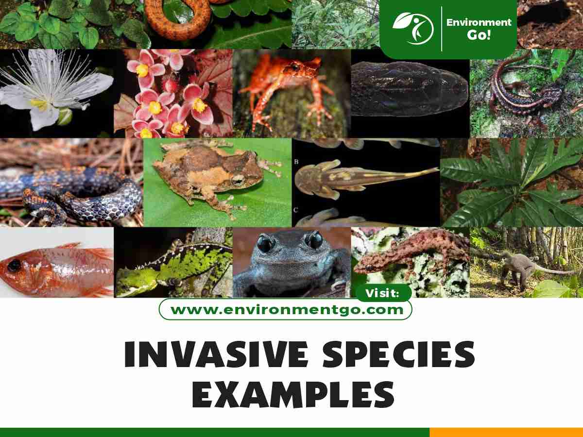 Invasive Species Examples