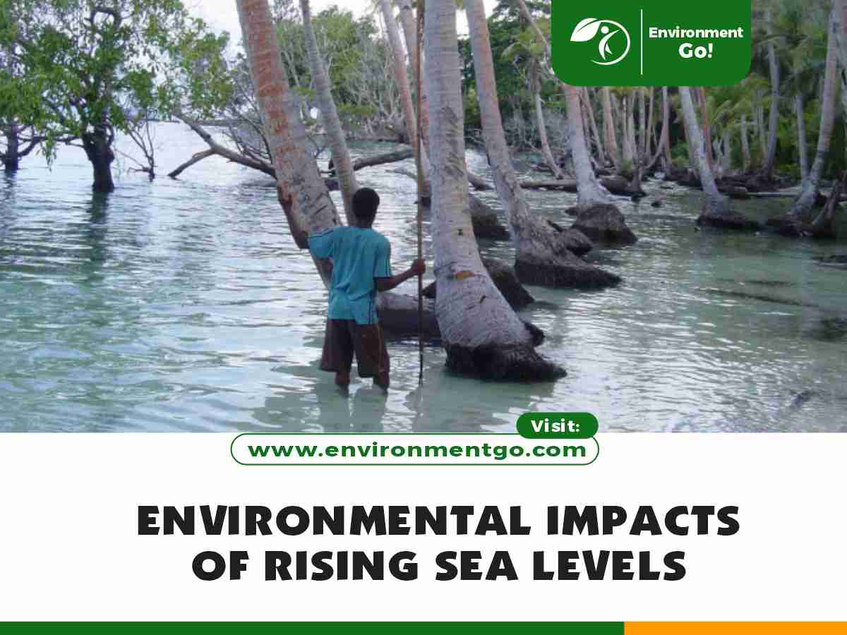 environmental impacts of rising sea levels
