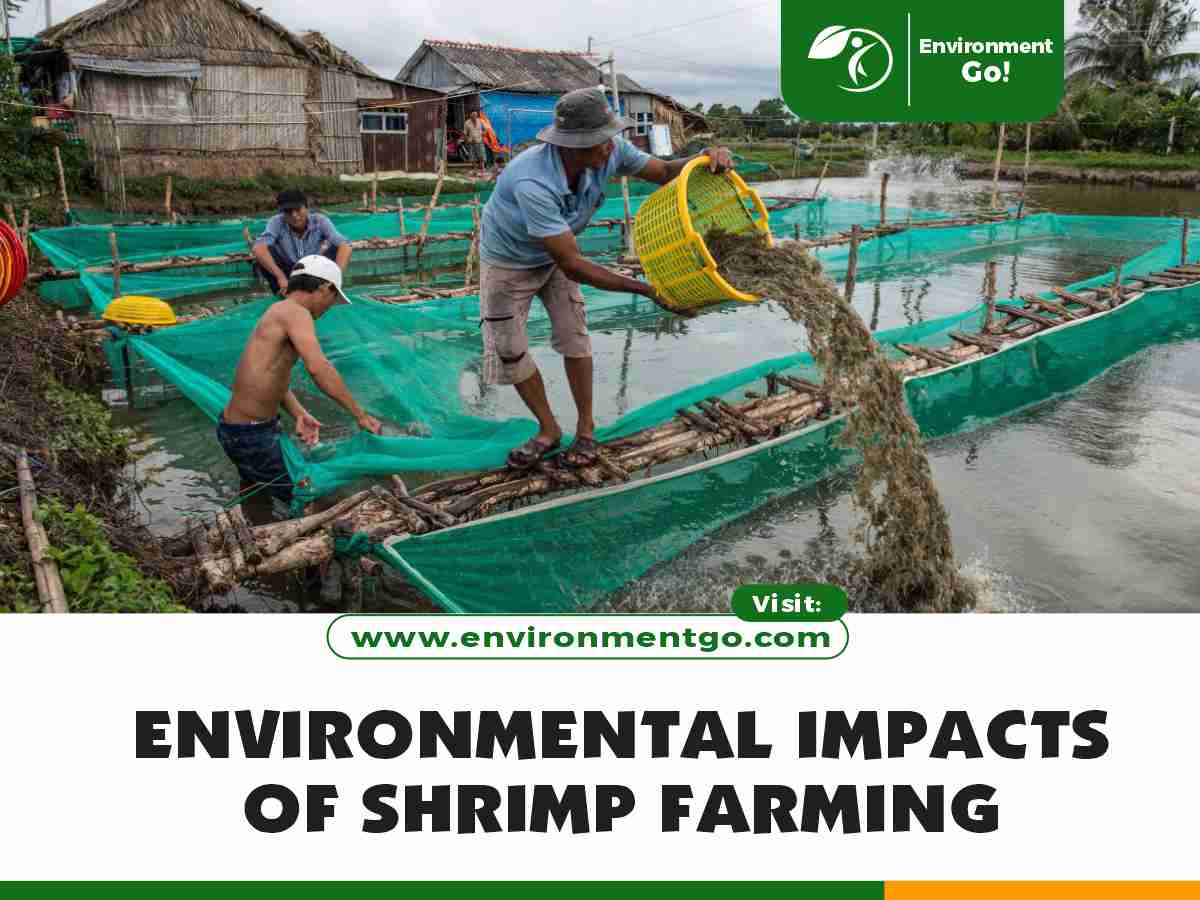 Environmental Impacts of Shrimp Farming