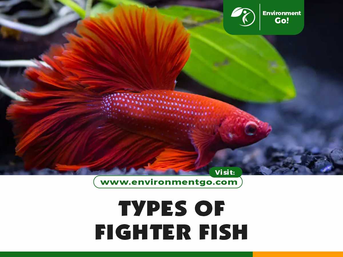 TYPES OF FIGHTER FISH