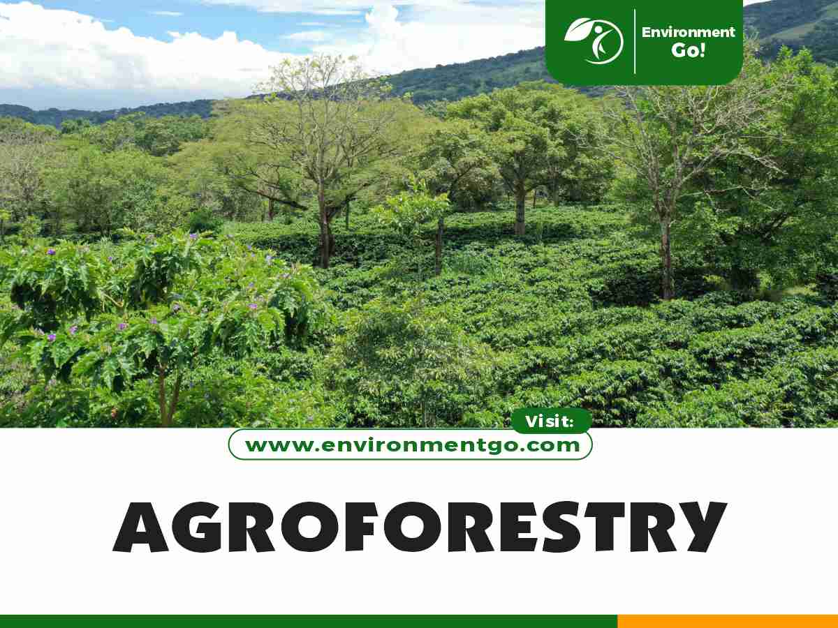 agroforestry