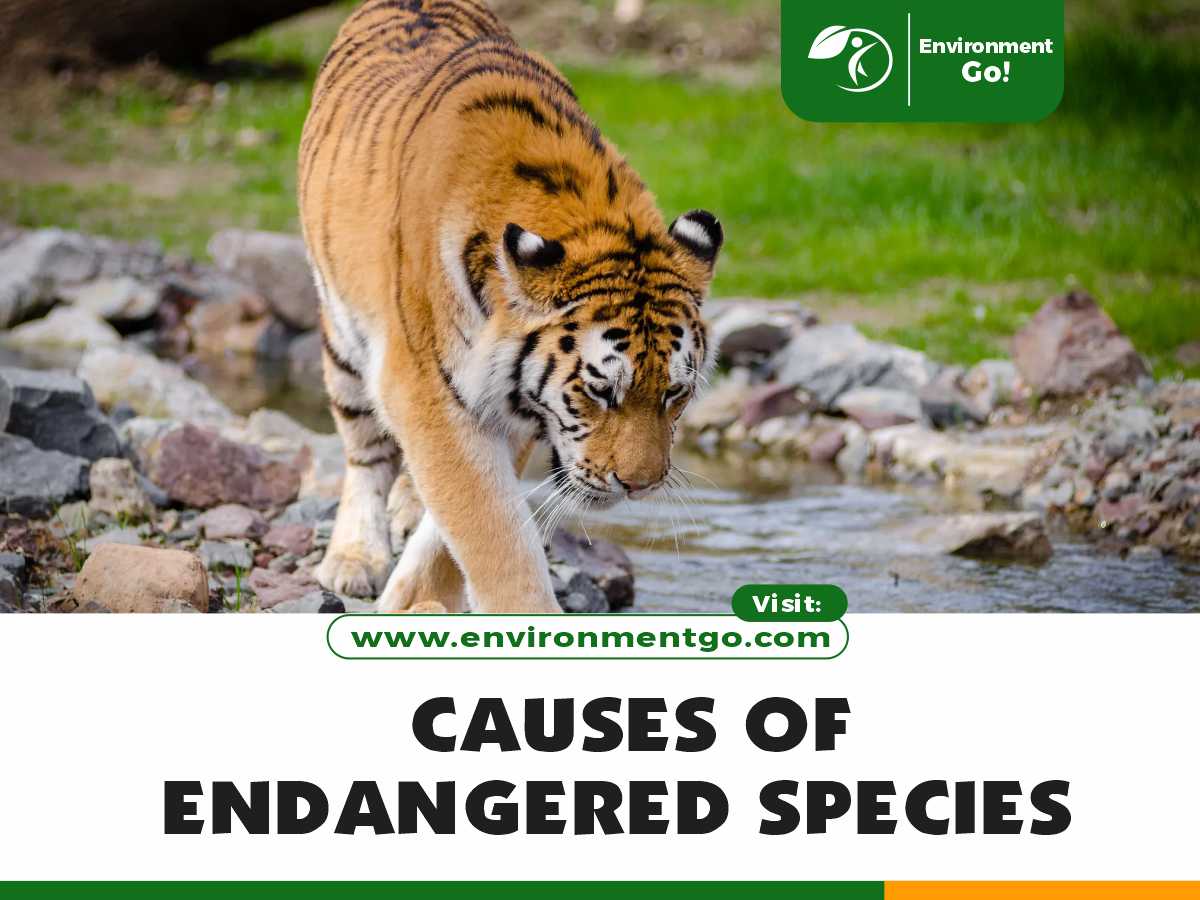 Causes of Endangered Species