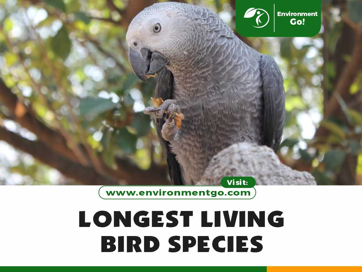 longest-living bird species