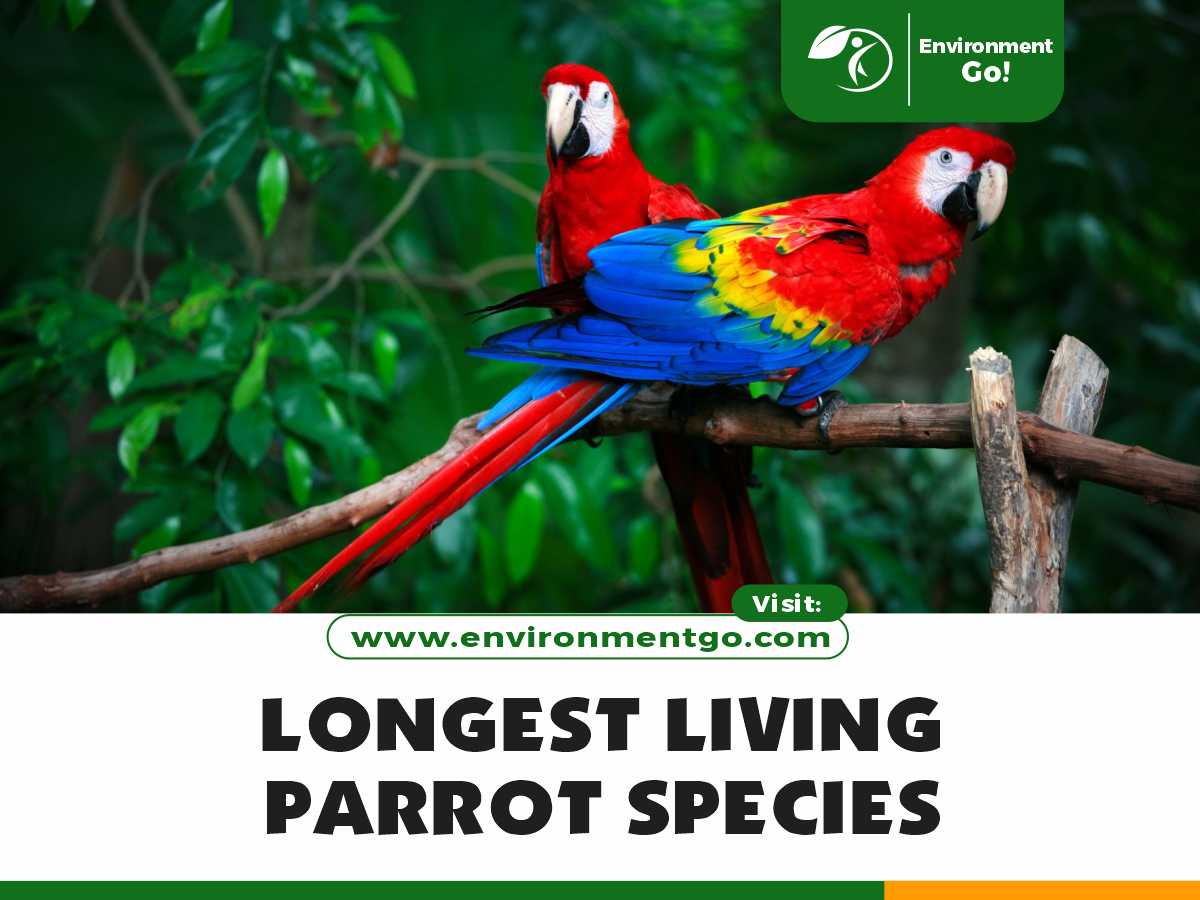 Longest Living Parrot Species