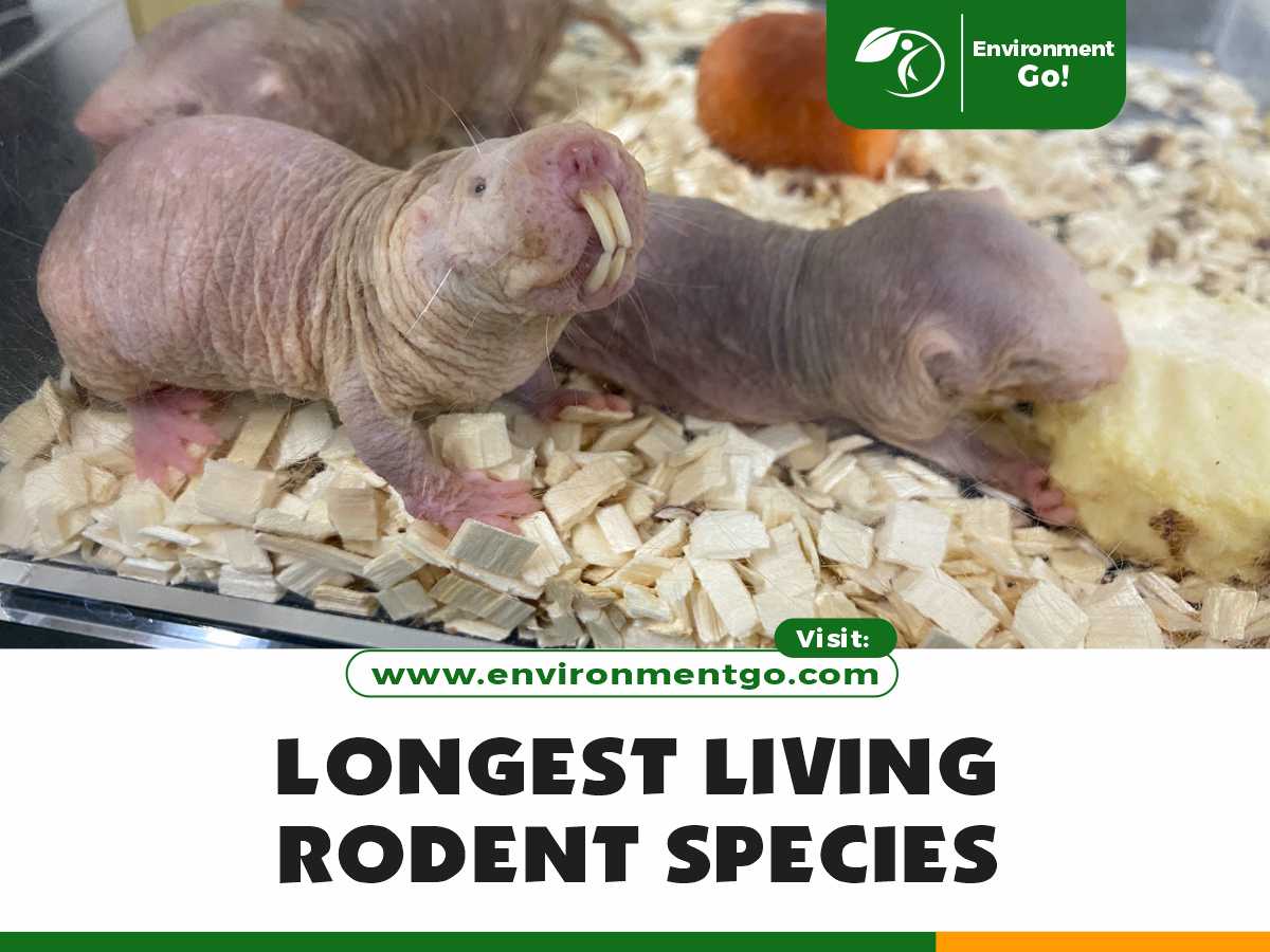Longest Living Rodent Species
