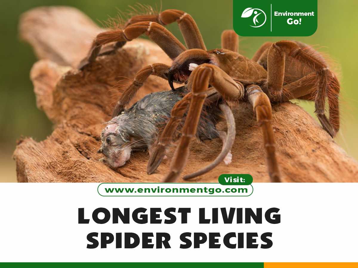 Longest Living Spider Species