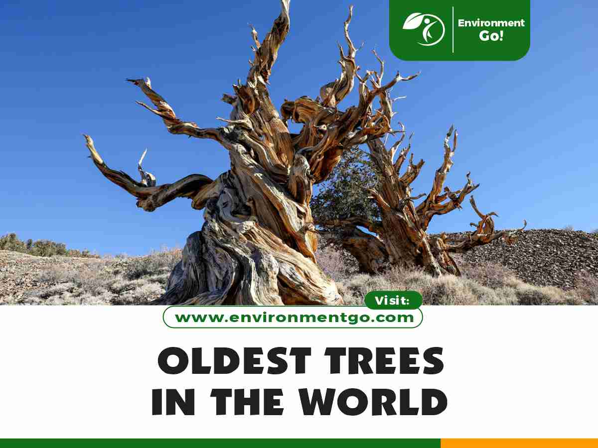 Oldest Trees in the World