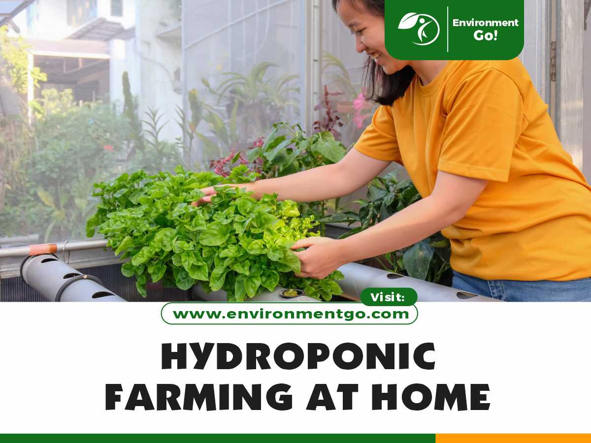 hydroponic farming at home
