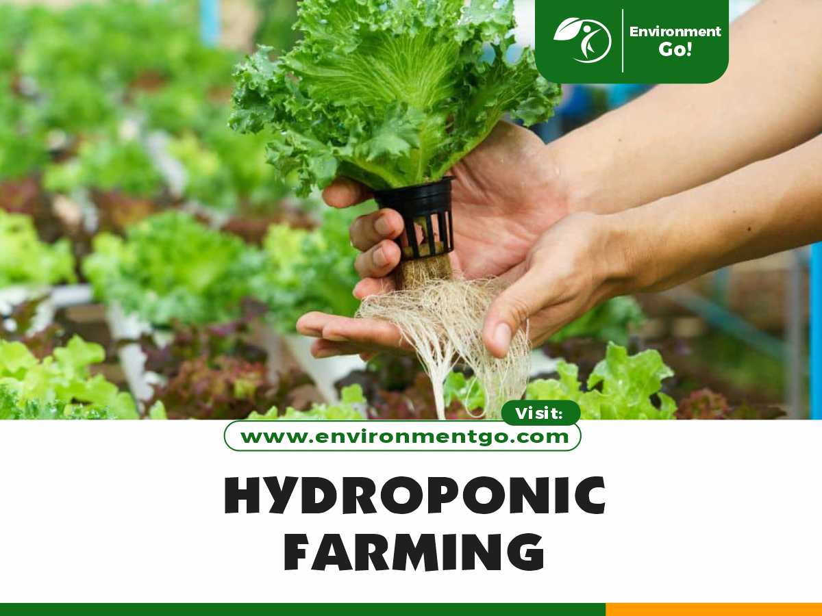 hydroponic farming