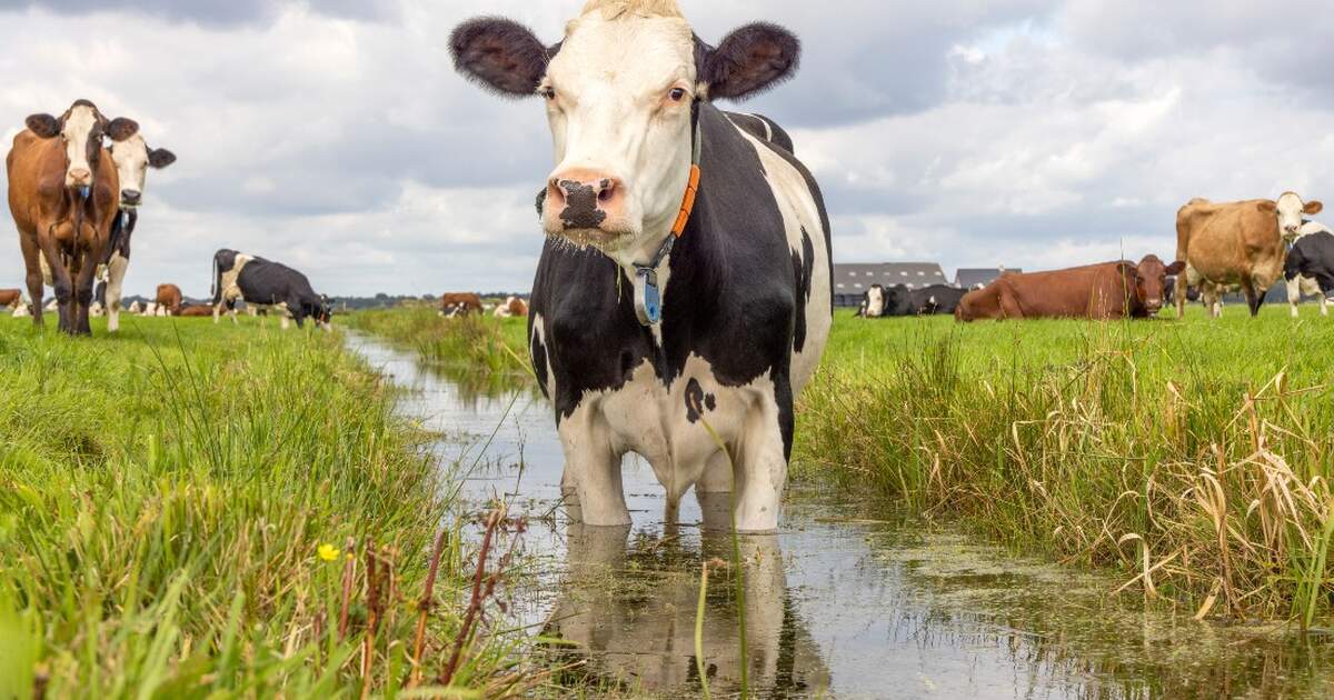 Water Quality in the Netherlands